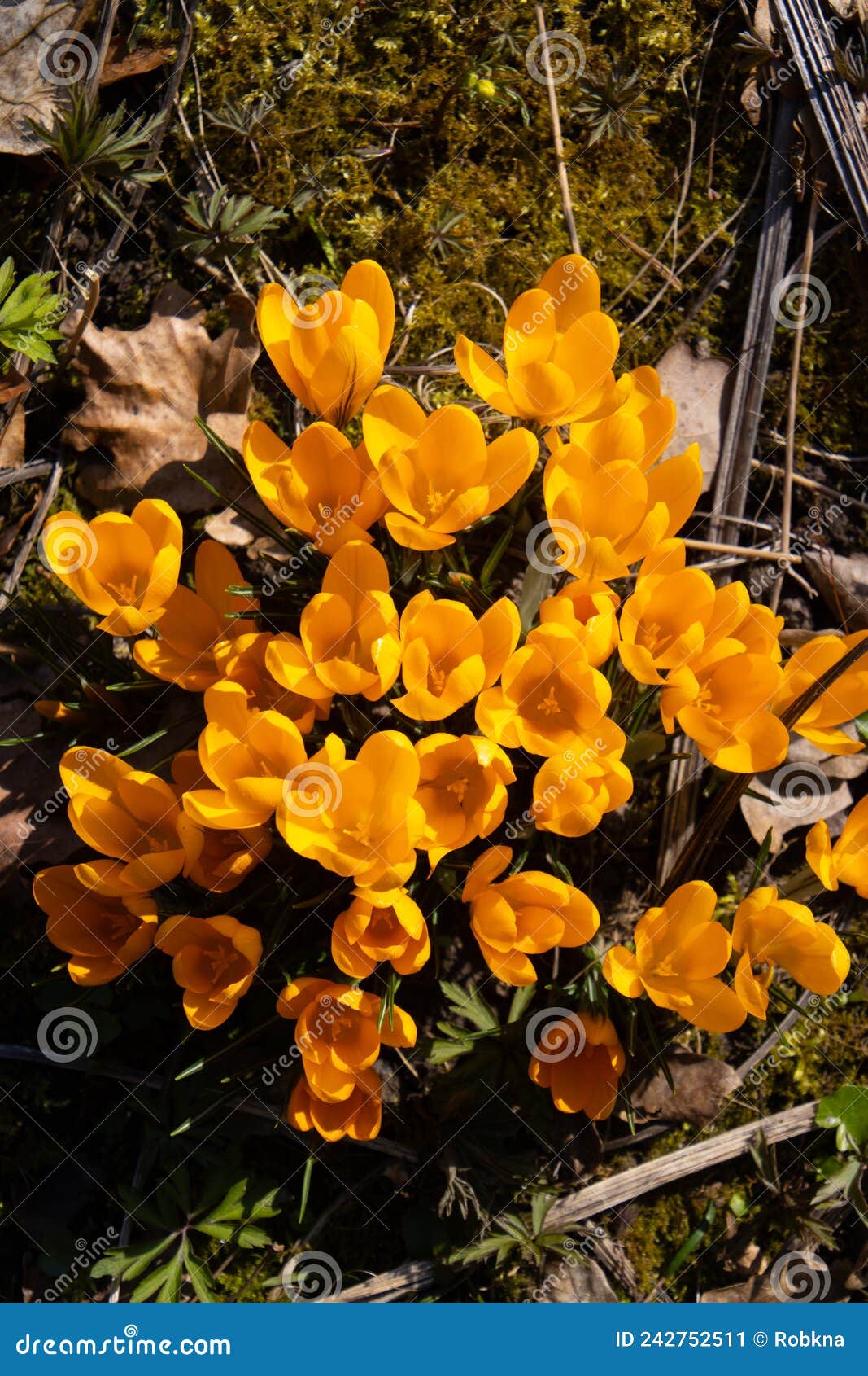 Group of Yellow Crocus or Saffron, Crocus Flavus, Floral Background Stock Image Image of bloom