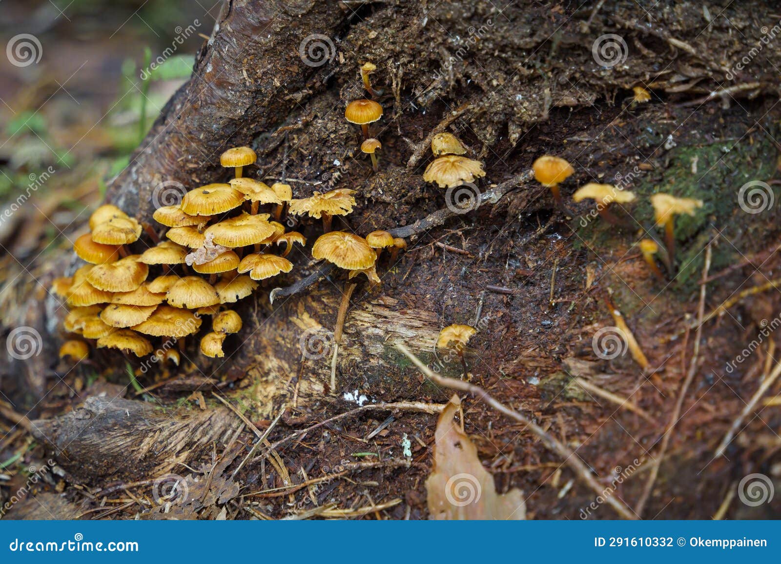 group of yellow mushroom (xeromphalina campanella