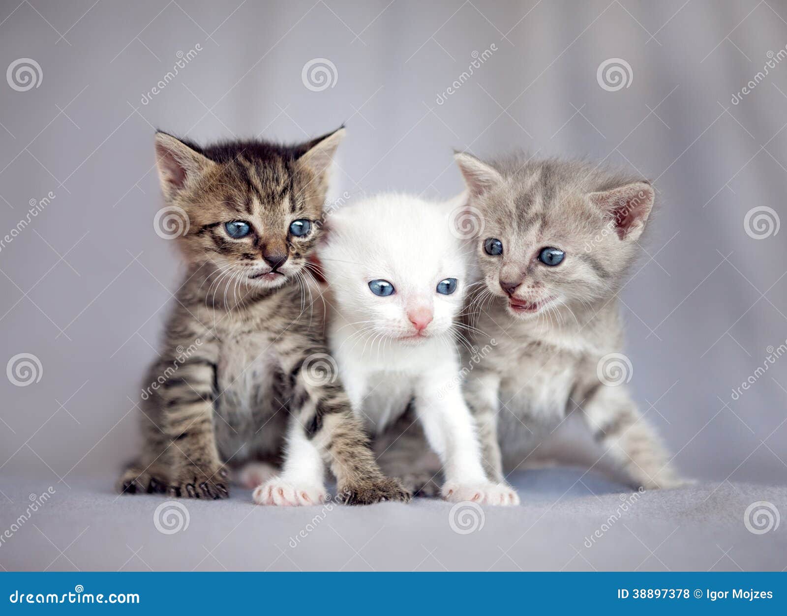 Group of young cats stock photo. Image of brothers, pets 38897378