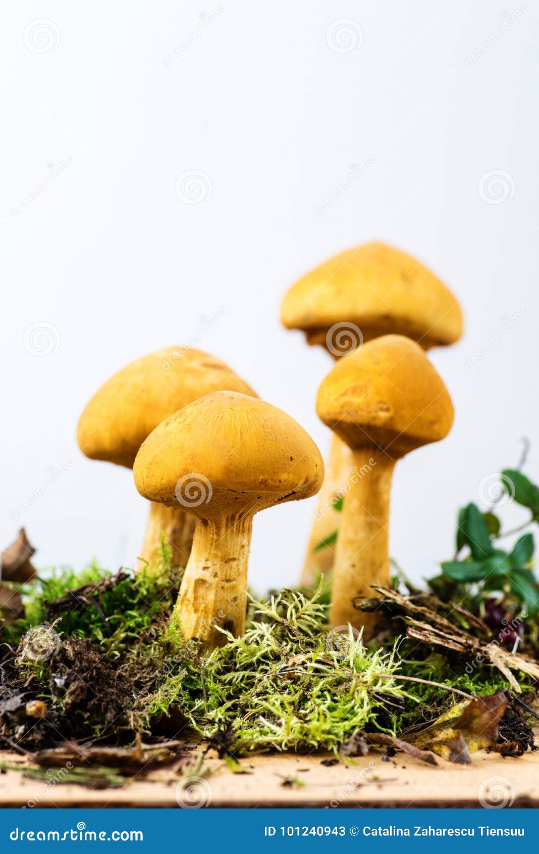 group of young golden bootleg mushrooms