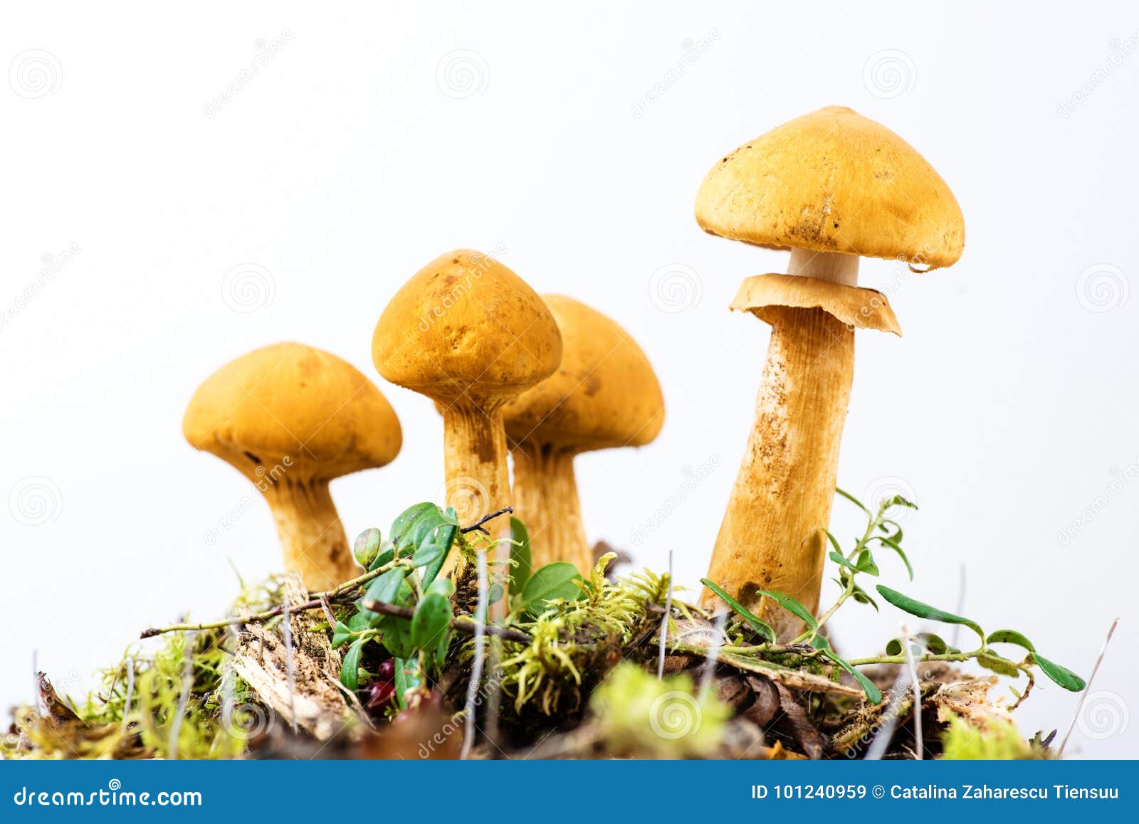 group of young golden bootleg mushrooms