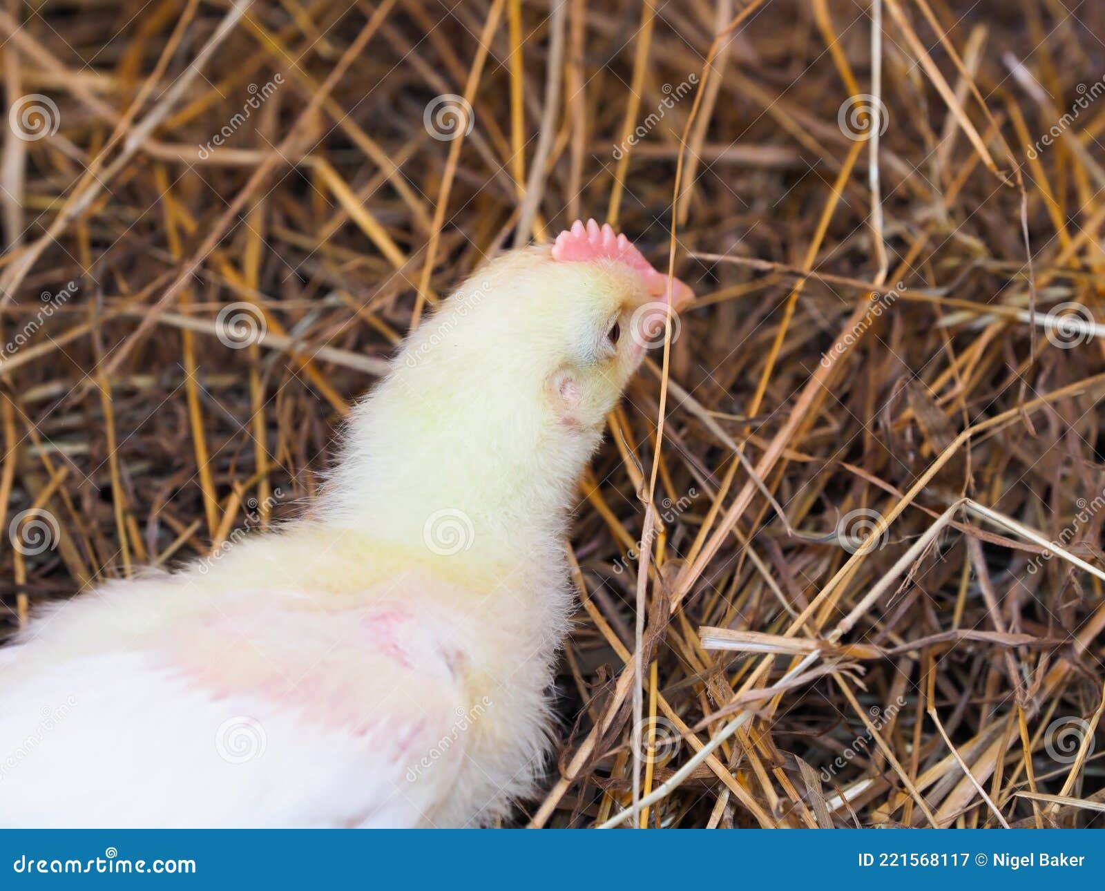 Young Baby Chicks stock image. Image of cockadoodledoo 221568117