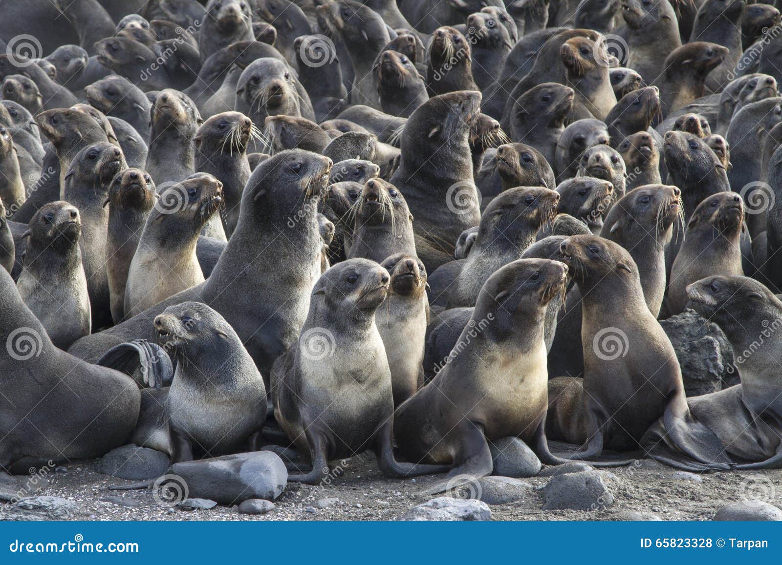 group of young northern fur seal rookery on bering