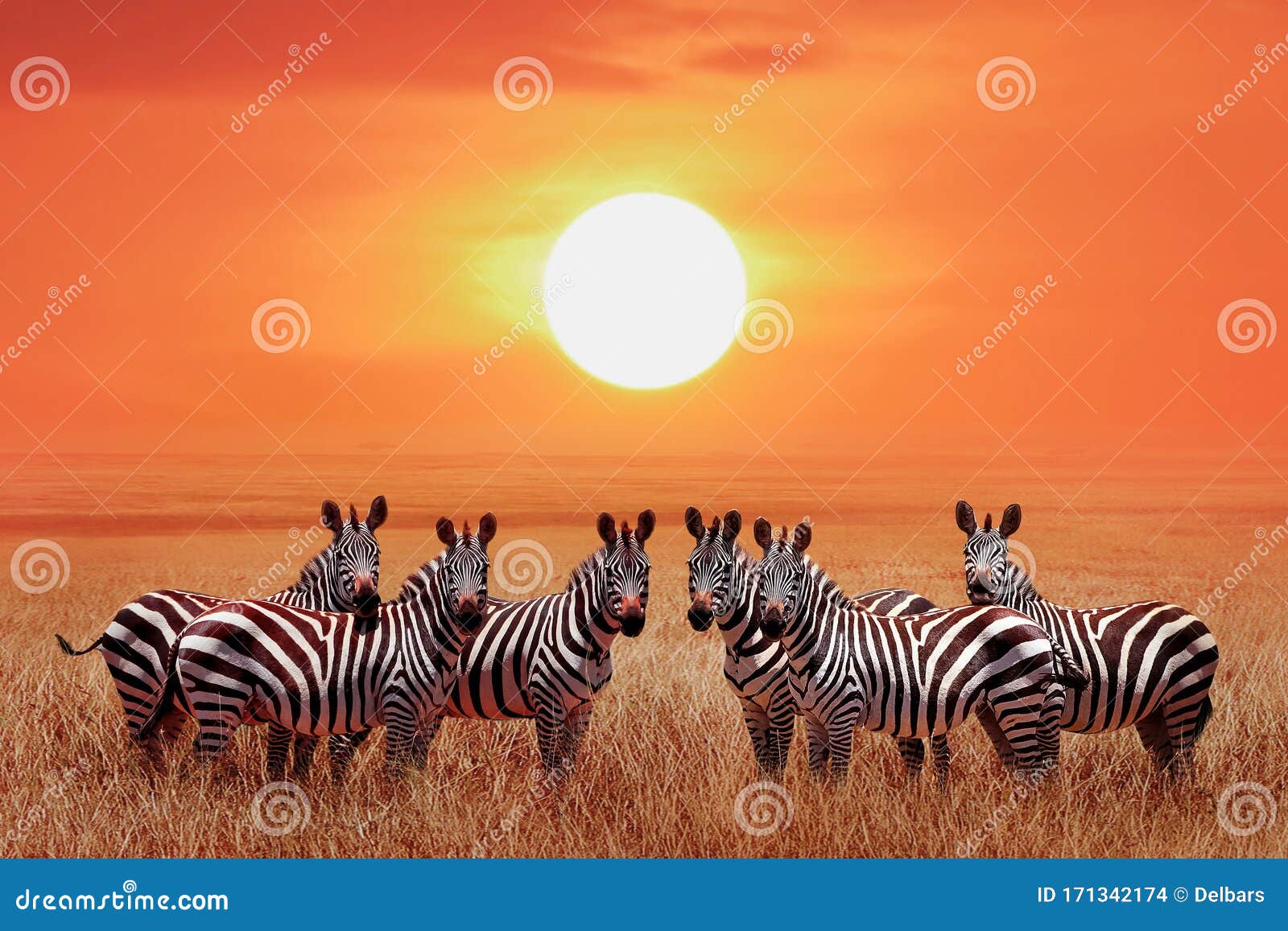 group of zebras in the african savanna against the beautiful sunset. serengeti national park. tanzania. wild life of africa.