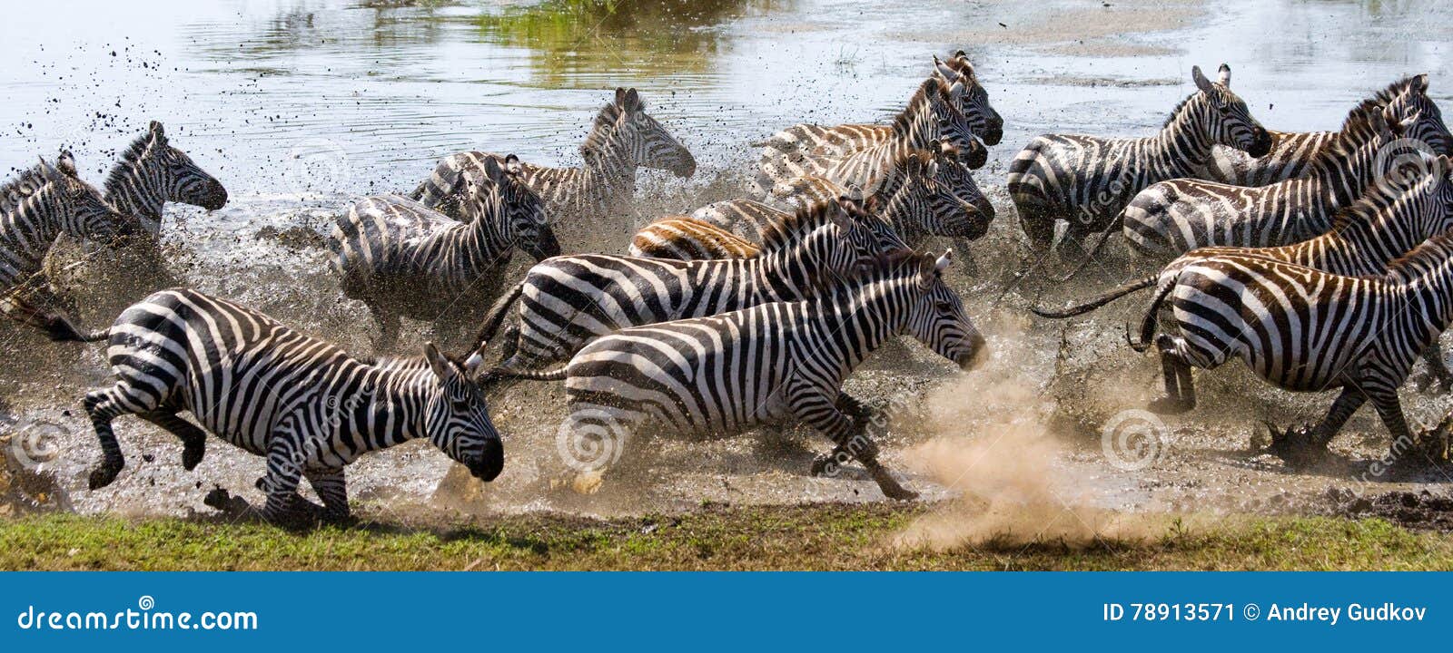 group of zebras running across the water. kenya. tanzania. national park. serengeti. maasai mara.