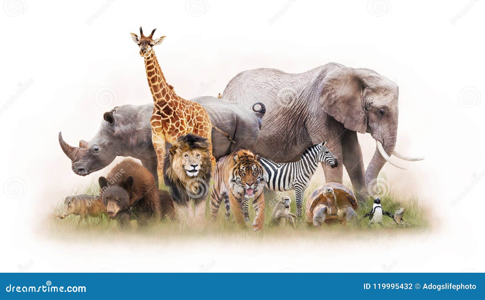 148,047 Zoo Animals Stock Photos - Free & Royalty-Free Stock Photos from  Dreamstime