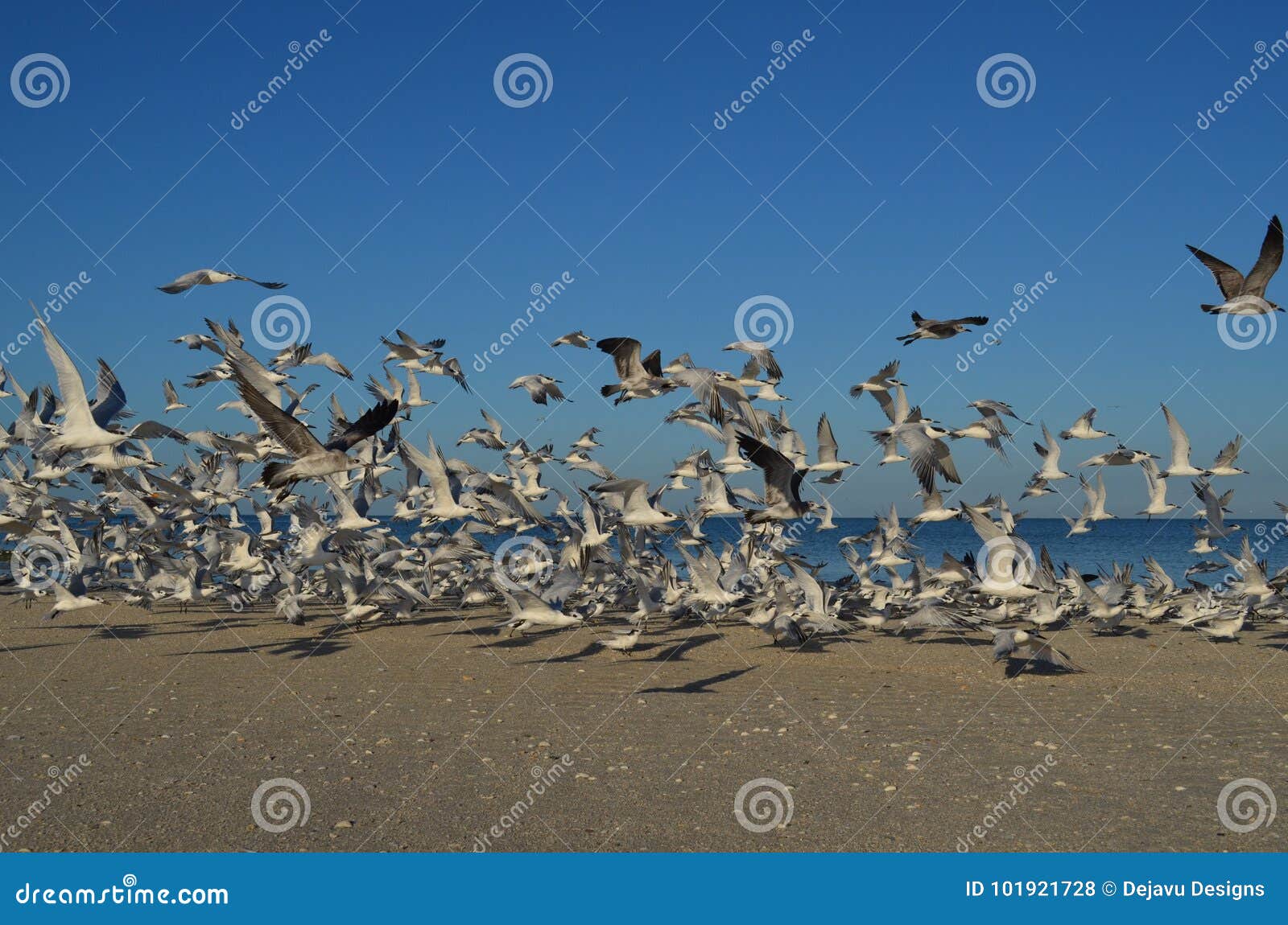 Groupe énorme Doiseaux En Vol Au Dessus Dune Plage Photo