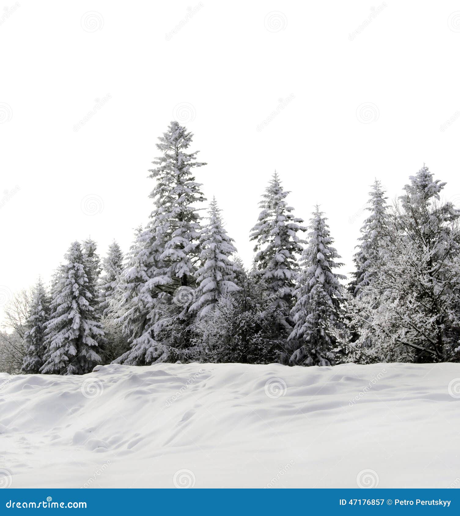 Groupe d'arbres impeccables givrés dans la neige d'isolement sur le blanc