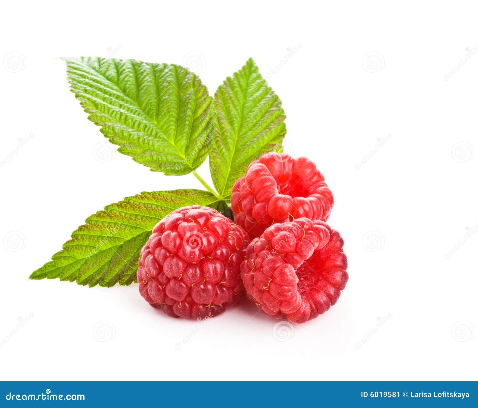 Groupe D'une Framboise Rouge Image stock Image du jardin, fruits 6019581