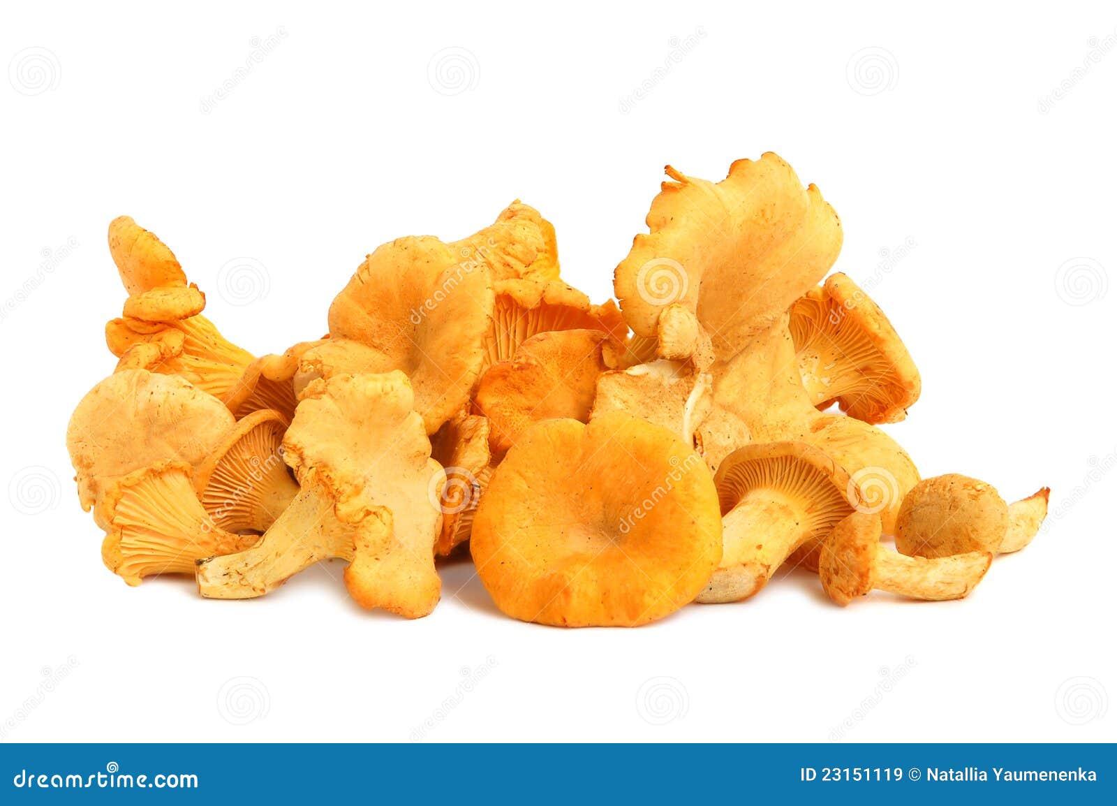 Groupe de chanterelles image stock. Image du légume, jaune 23151119