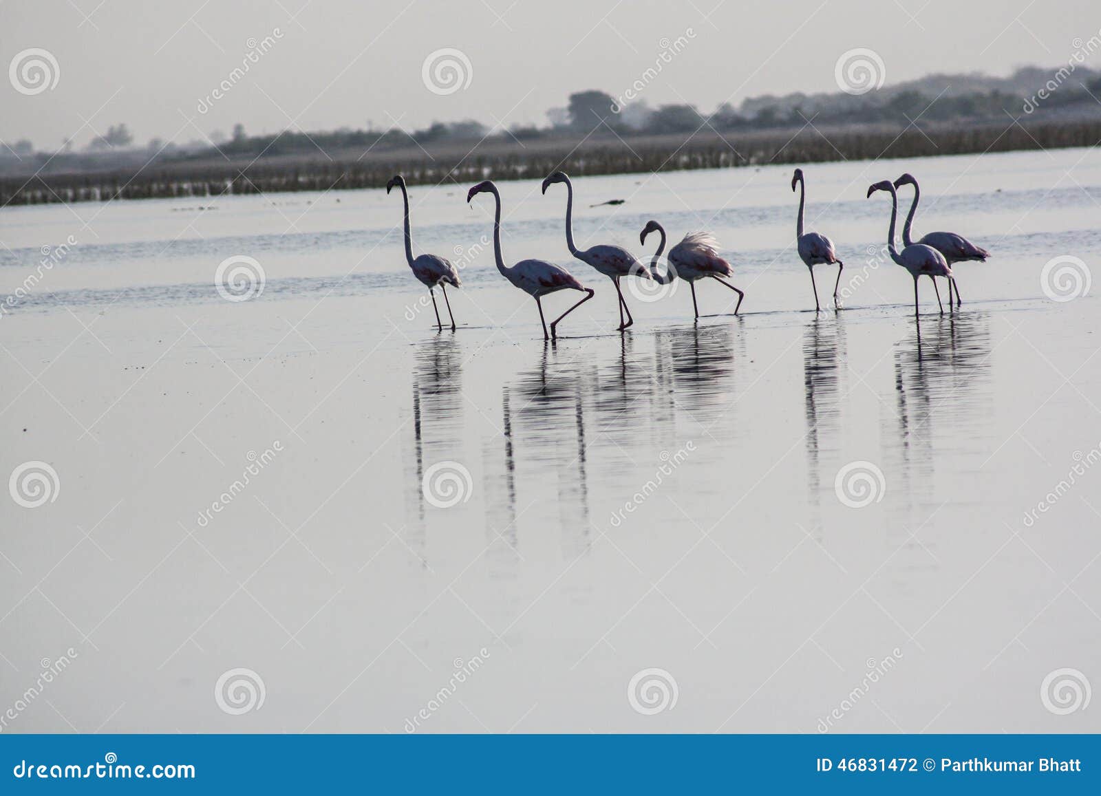 Groupe De Flamants Chez Nalsarovar Goudjerate Inde Photo