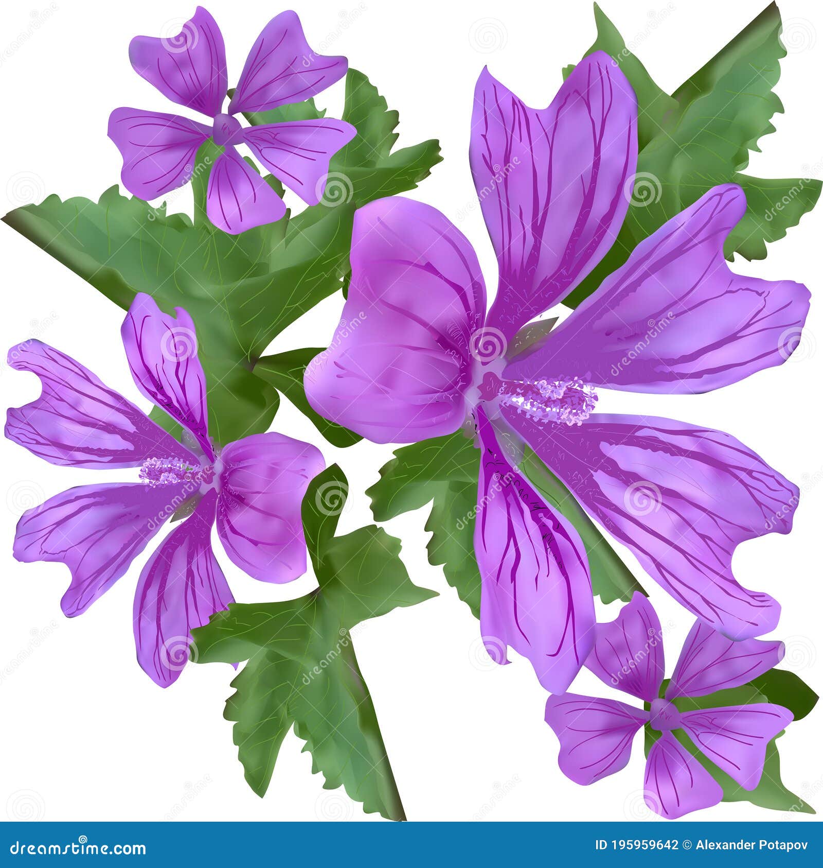 Groupe De Grandes Fleurs Violettes Isolée Sur Le Blanc Illustration de  Vecteur - Illustration du conception, rose: 195959642