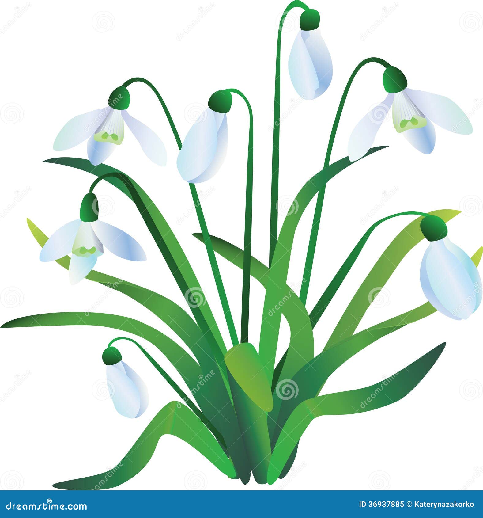 images clipart jonquilles - photo #28