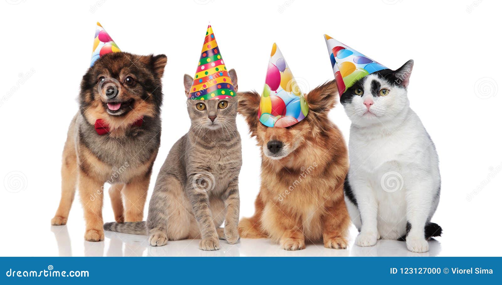 برعم أرض وشاح Chiens Avec Chapeaux Fete Skazka Devonrex Com برعم أرض وشاح Chiens Avec Chapeaux Fete Skazka Devonrex Com