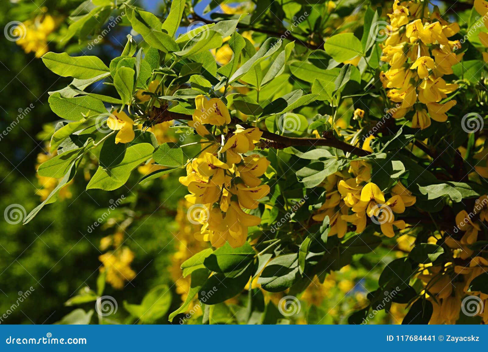 Groupe Jaune Lumineux De Fleurs De Cytise Commun, également Appelées Chaîne  D'or Ou La Pluie D'or, Anagyroides Latins De Cytise D Image stock - Image  du cytise, ressort: 117684441