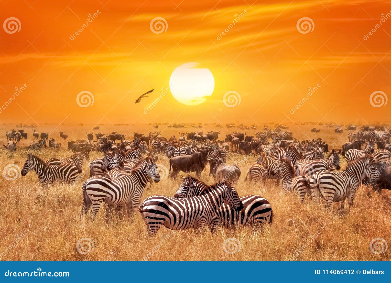 groupe of wild zebras and antelopes in the african savanna against a beautiful orange sunset. wild nature of tanzania.