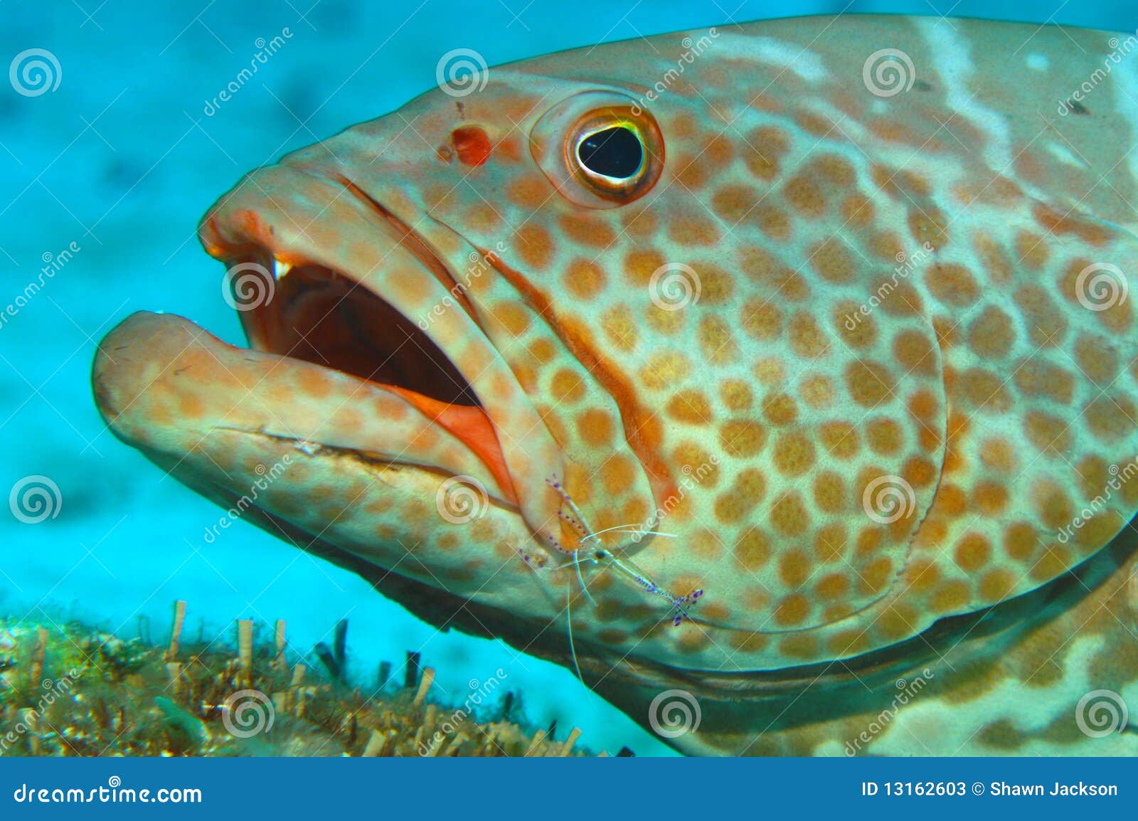 Grouper stock image. Image of undersea, marine, spots - 13162603