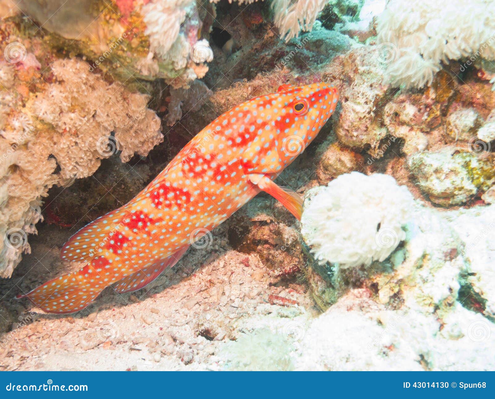 Beautiful grouper resting on the coral
