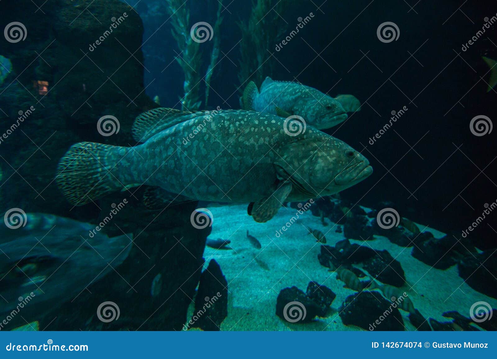 a grouper epinephelus marginatus swimming in an aquarium in the foreground