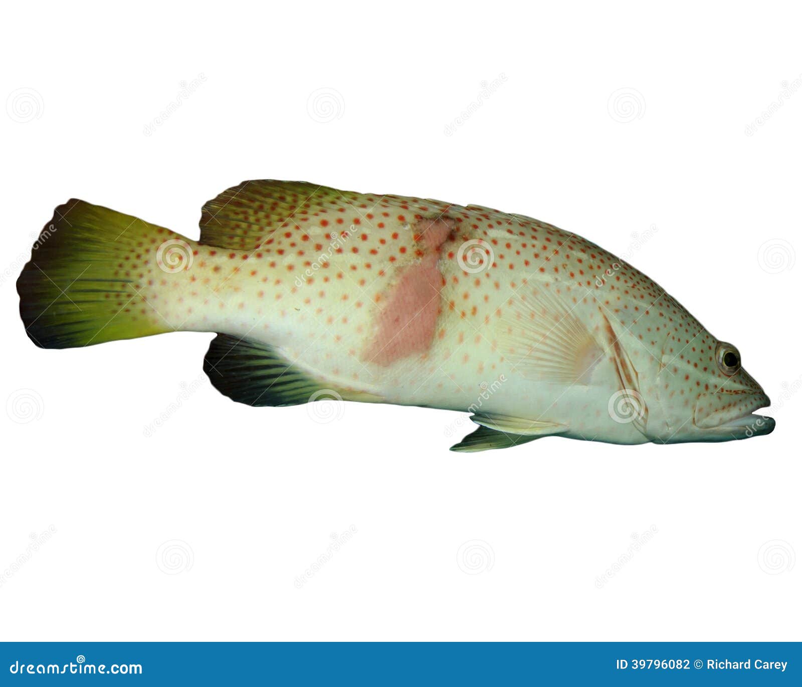 Grouper fish stock photo. Image of live, animal, tropical 39796082