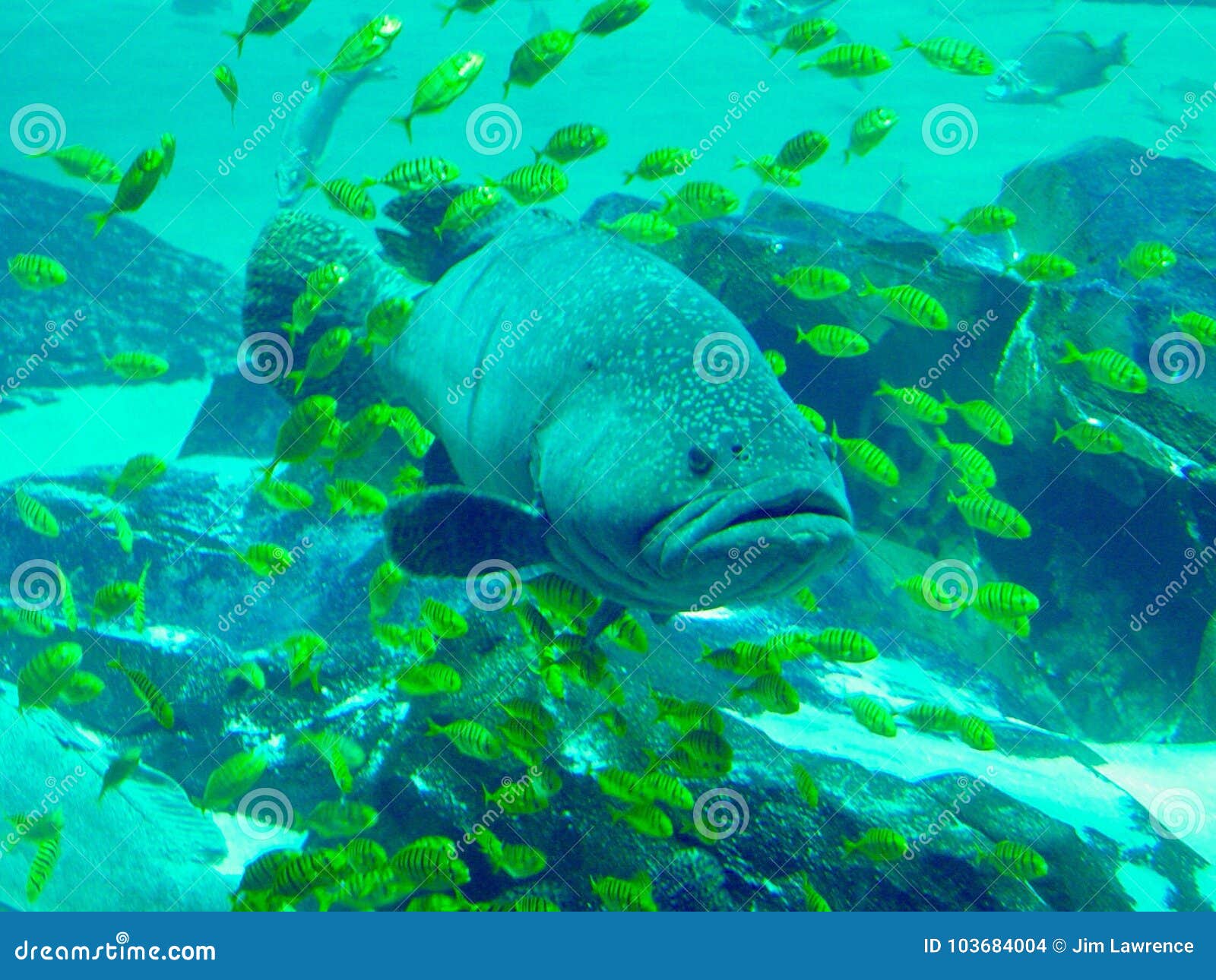 grouper-stock-photo-image-of-fish-grouper-school-103684004