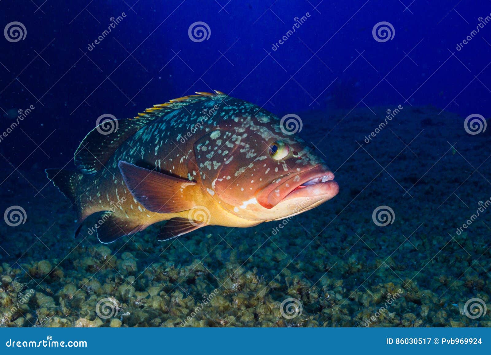 Grouper stock image. Image of number, subfamily, islands - 86030517