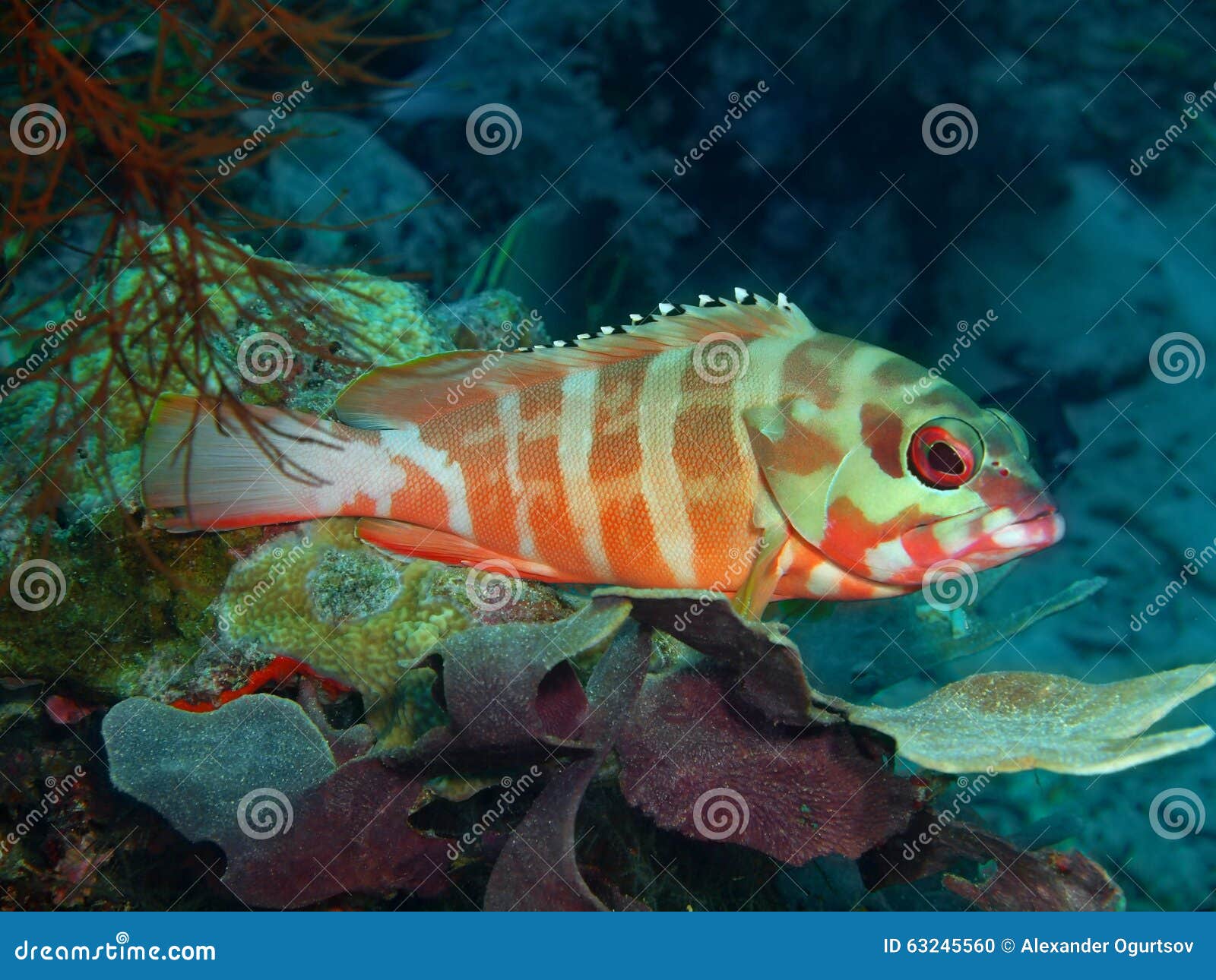 Grouper stock photo. Image of water, coral, fish, tropic - 63245560