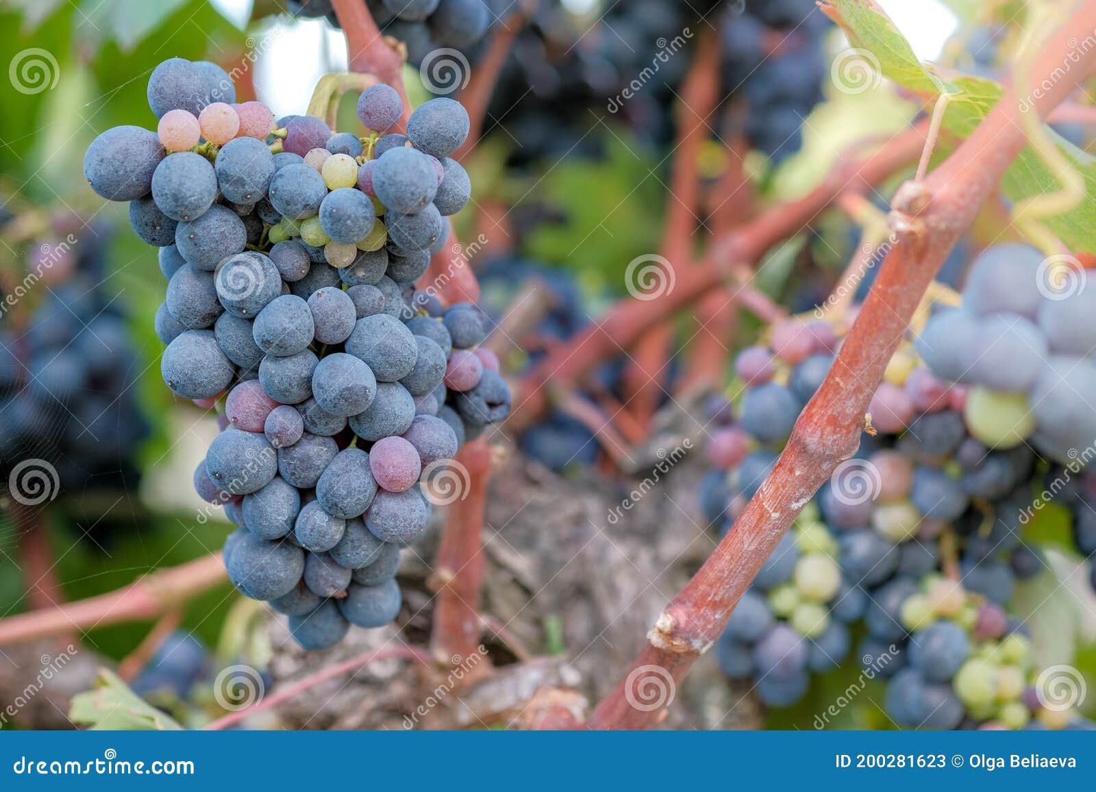 Filet de vigne, filet sur les plants de raisin