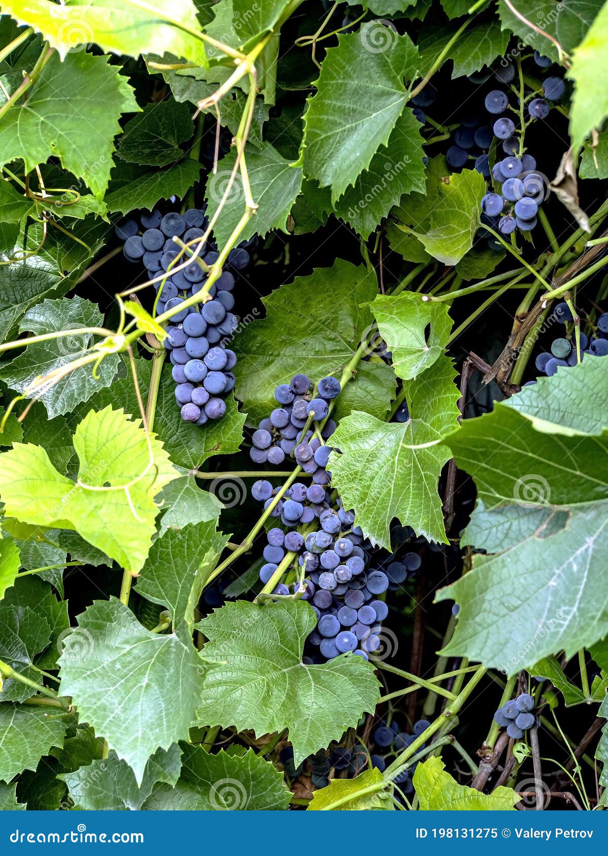 Groupes De Raisins Matures Sur Un Bras De Mer Dans Le Jardin, Ural Du ...