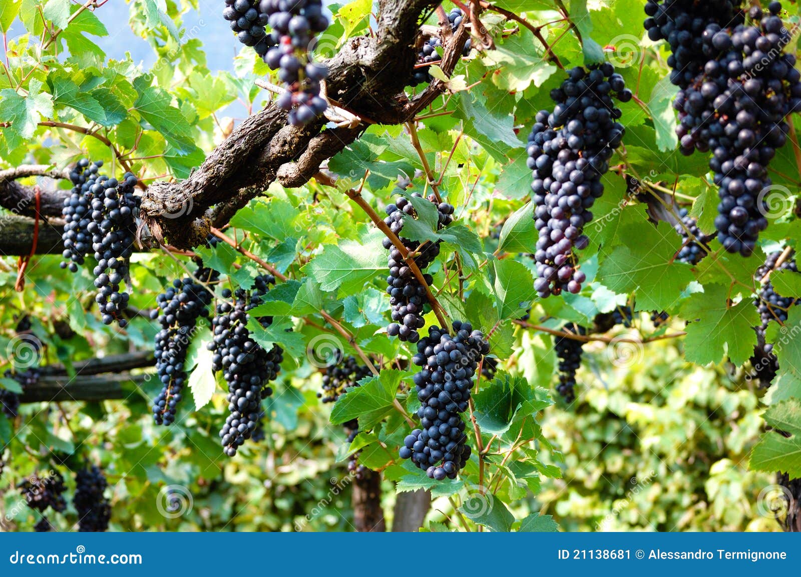 Groupes de raisins noirs image stock. Image du moisson 21138681