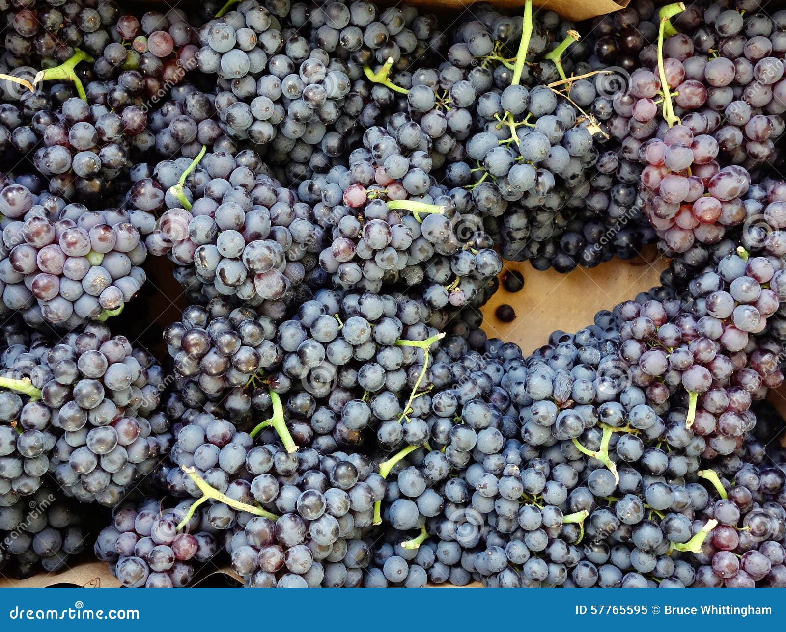 Groupes Frais De Petits Raisins Noirs Image stock Image du sauvage