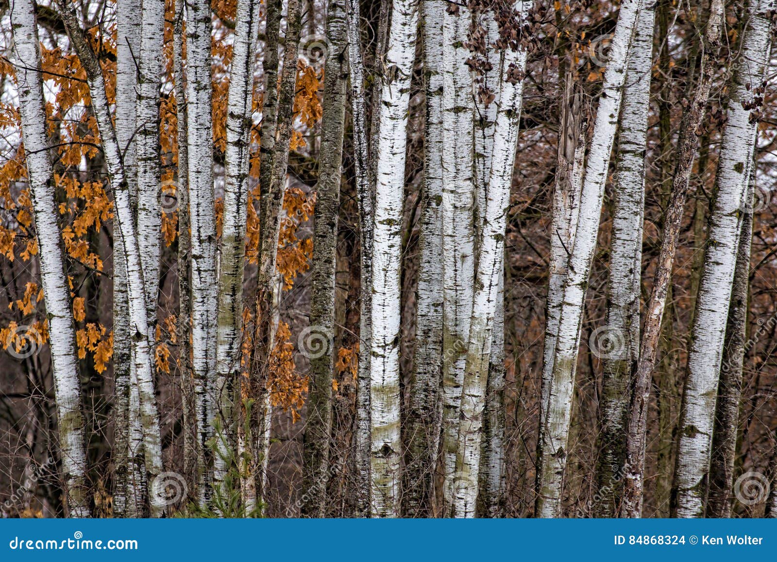 grouping of birch trees