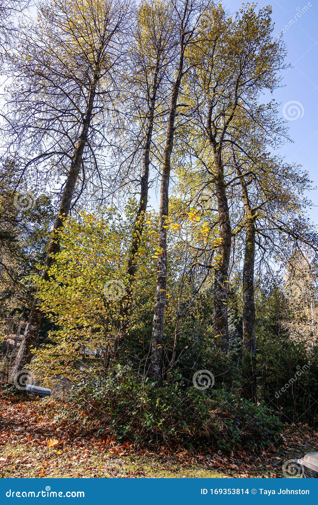 A Grouping of Deciduoud Trees and Shrubs with Yellow Leaves Stock Photo