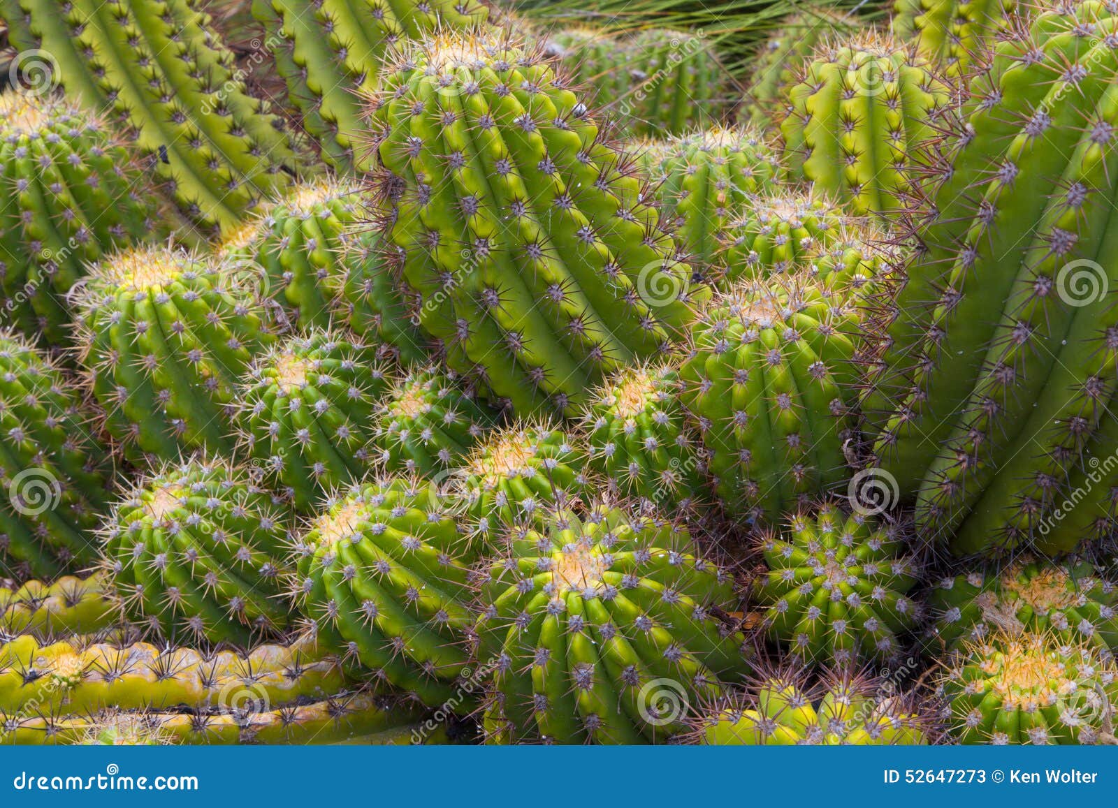 grouping of green barrel cactus