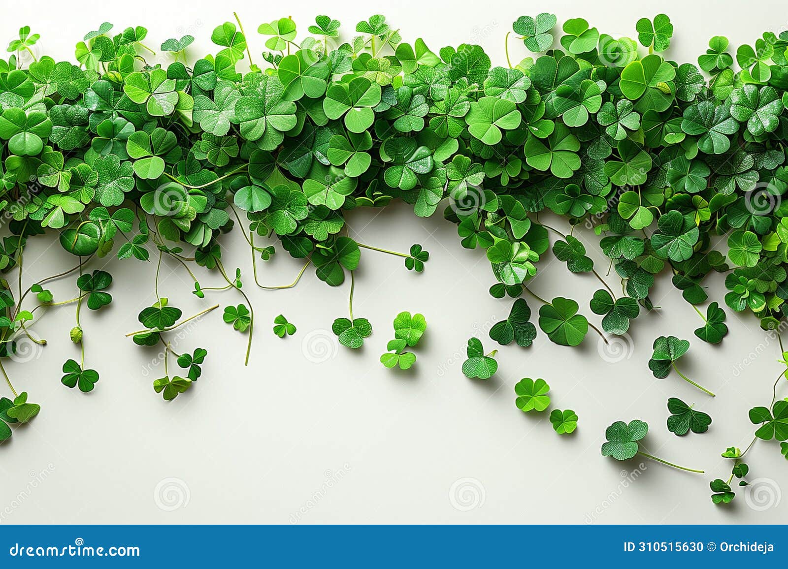 a grouping of lush green plants growing on a wall, creating a vibrant and natural display st. patricks day