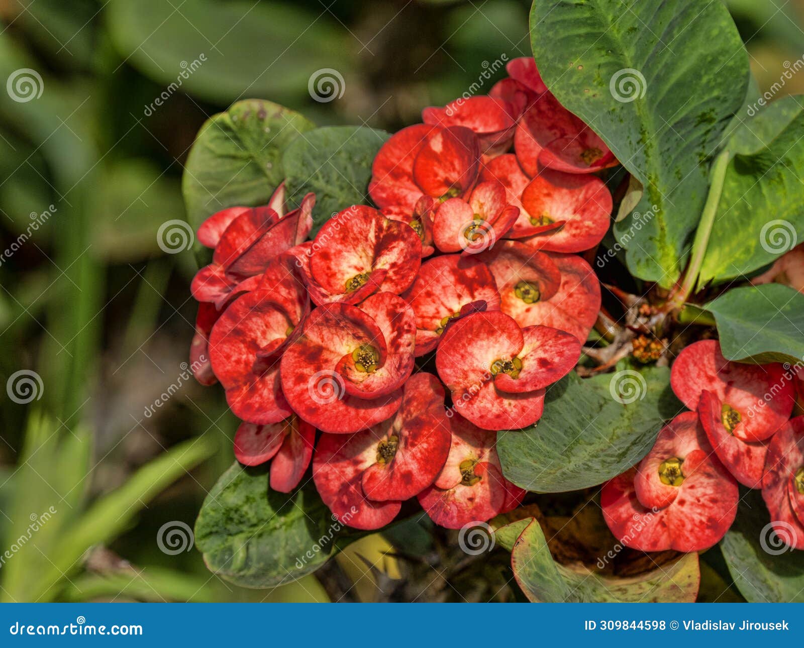 grouping of red flowers in the forest. colombia