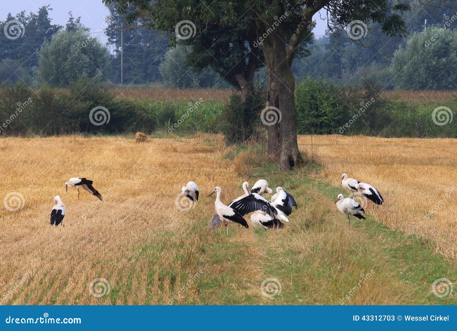 grouping storks in dutch fields, brummen