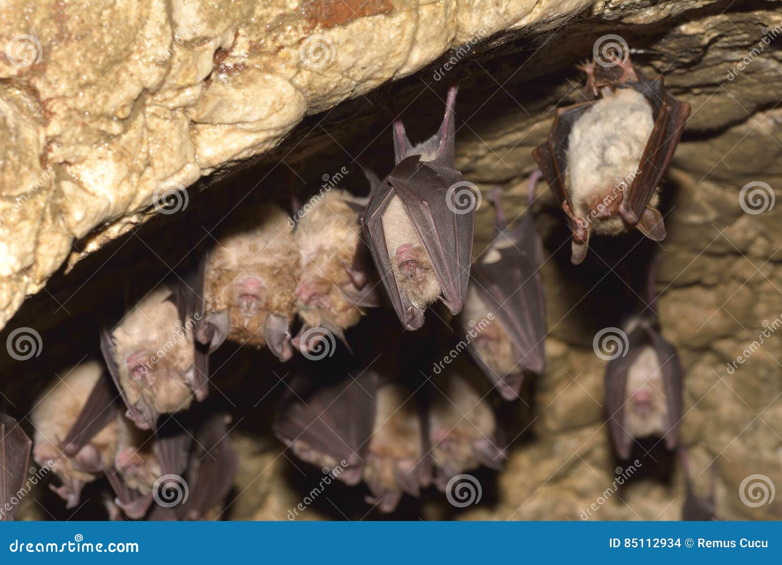 groups of sleeping bats in cave - lesser mouse-eared bat myotis blythii and rhinolophus hipposideros - lesser horseshoe bat.