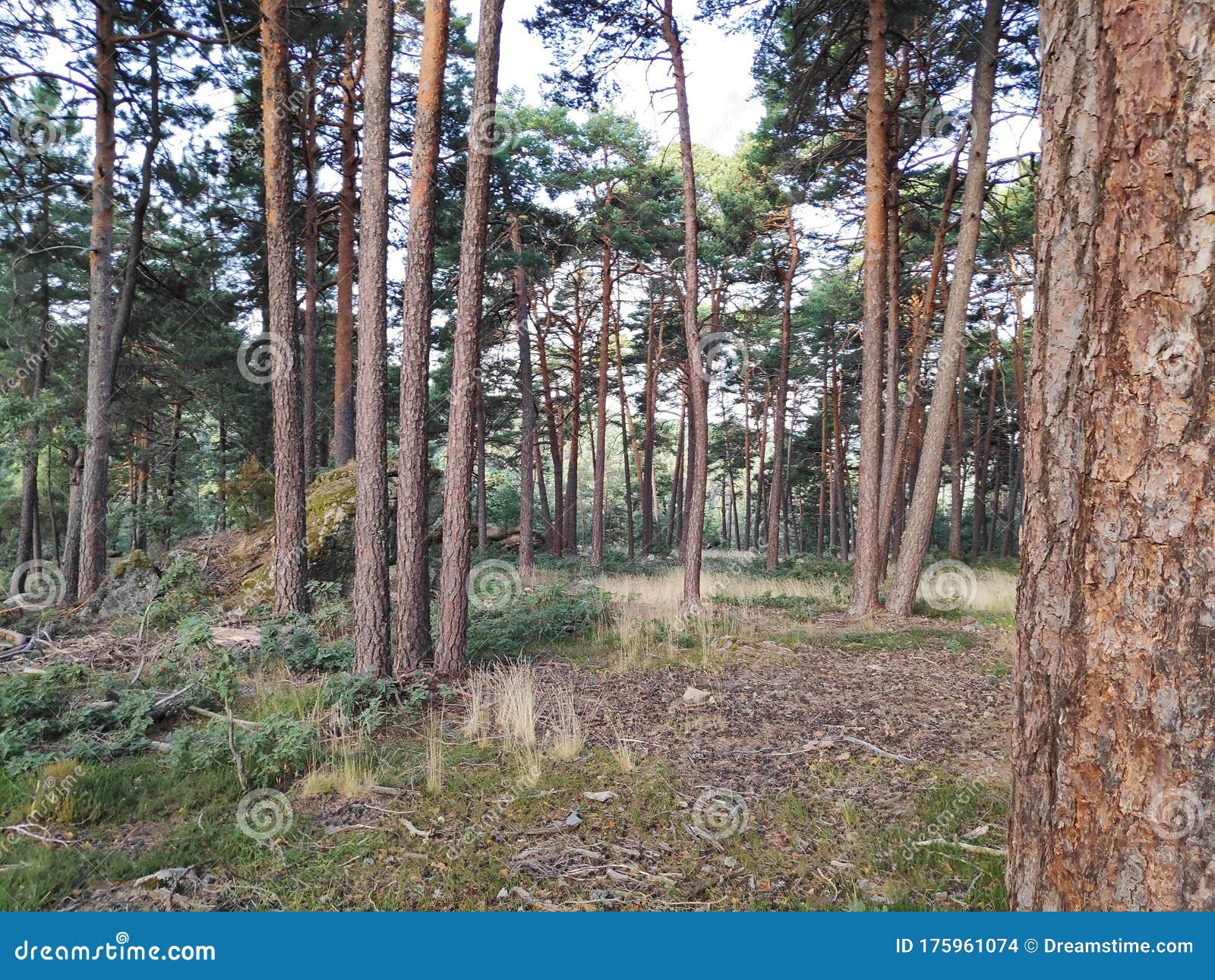 Groups of Trees in a Forest Stock Photo Image of trees, groups 175961074