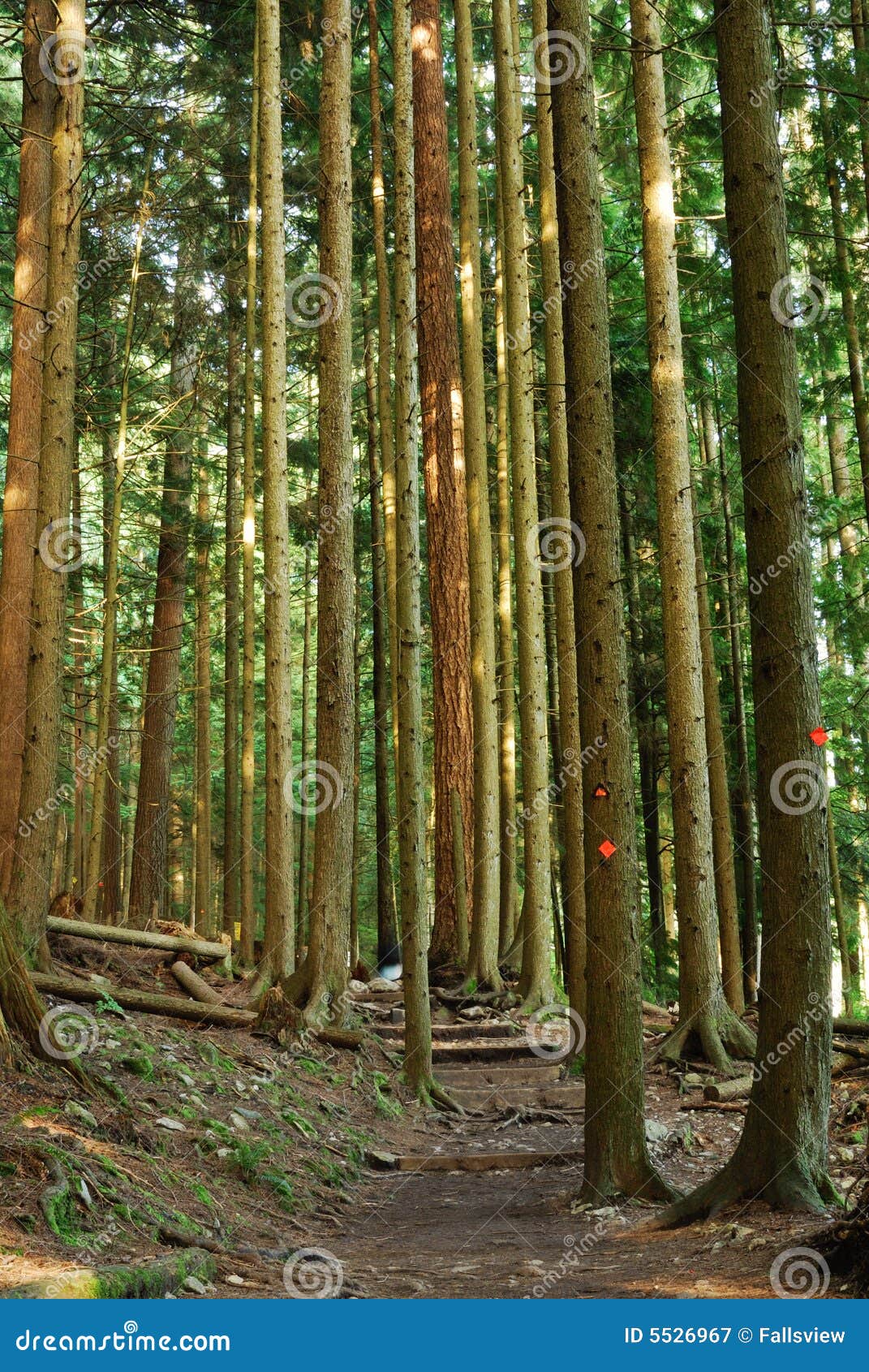 grouse grind hiking trail