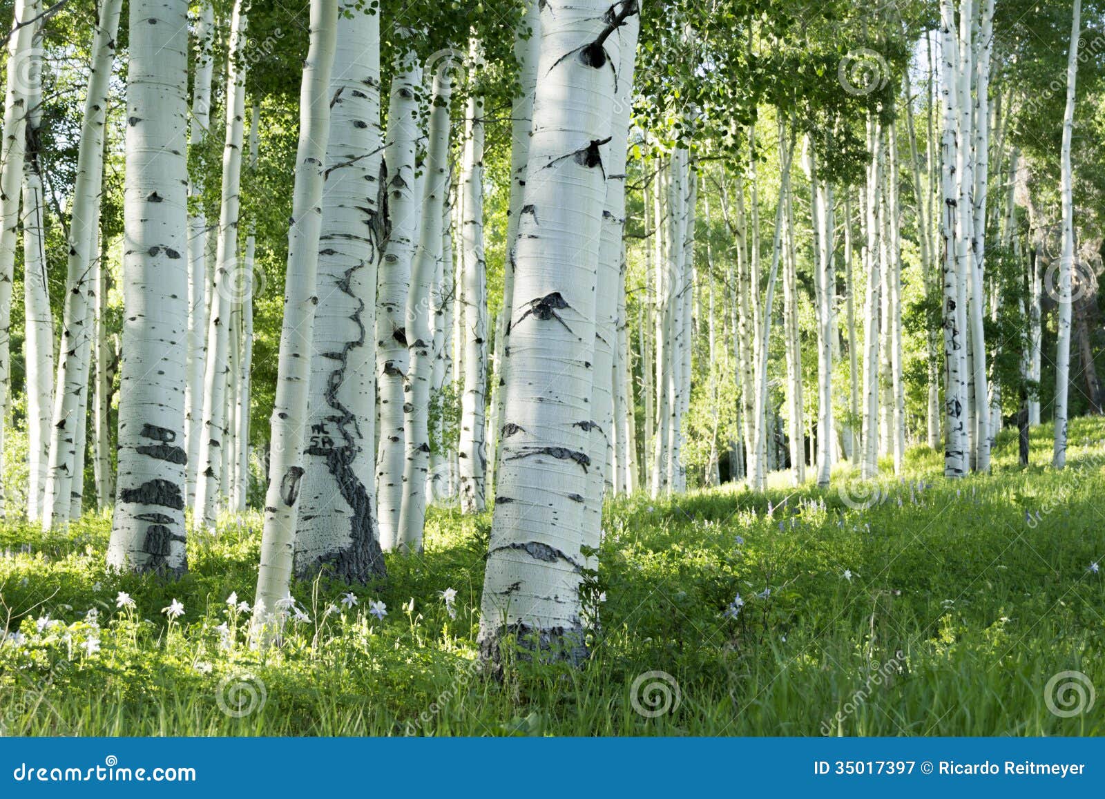 grove of aspen trees and columbine flowers in vail colorado