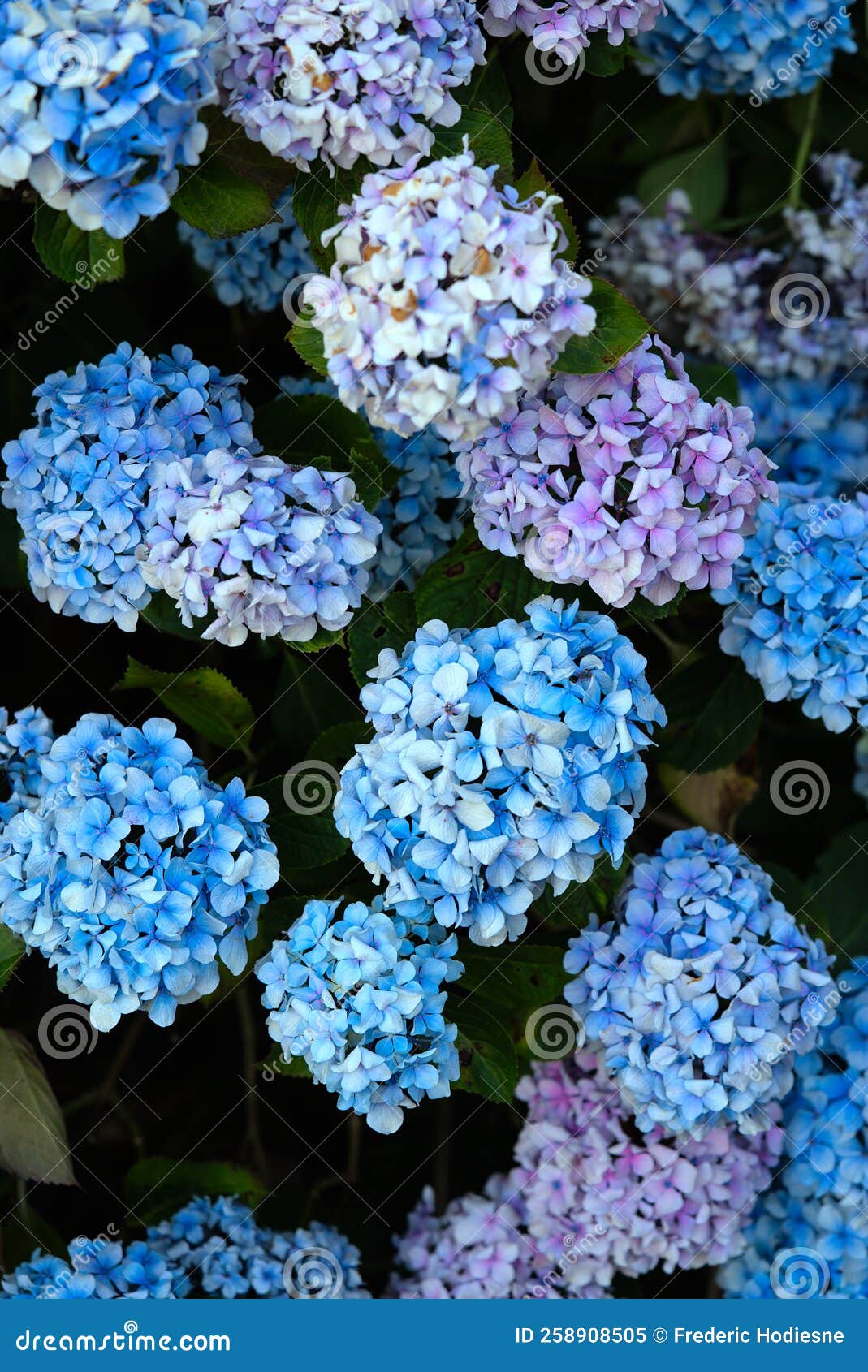 Grove of Blue Hydrangea Flowers Stock Image Image of botany, bouquet