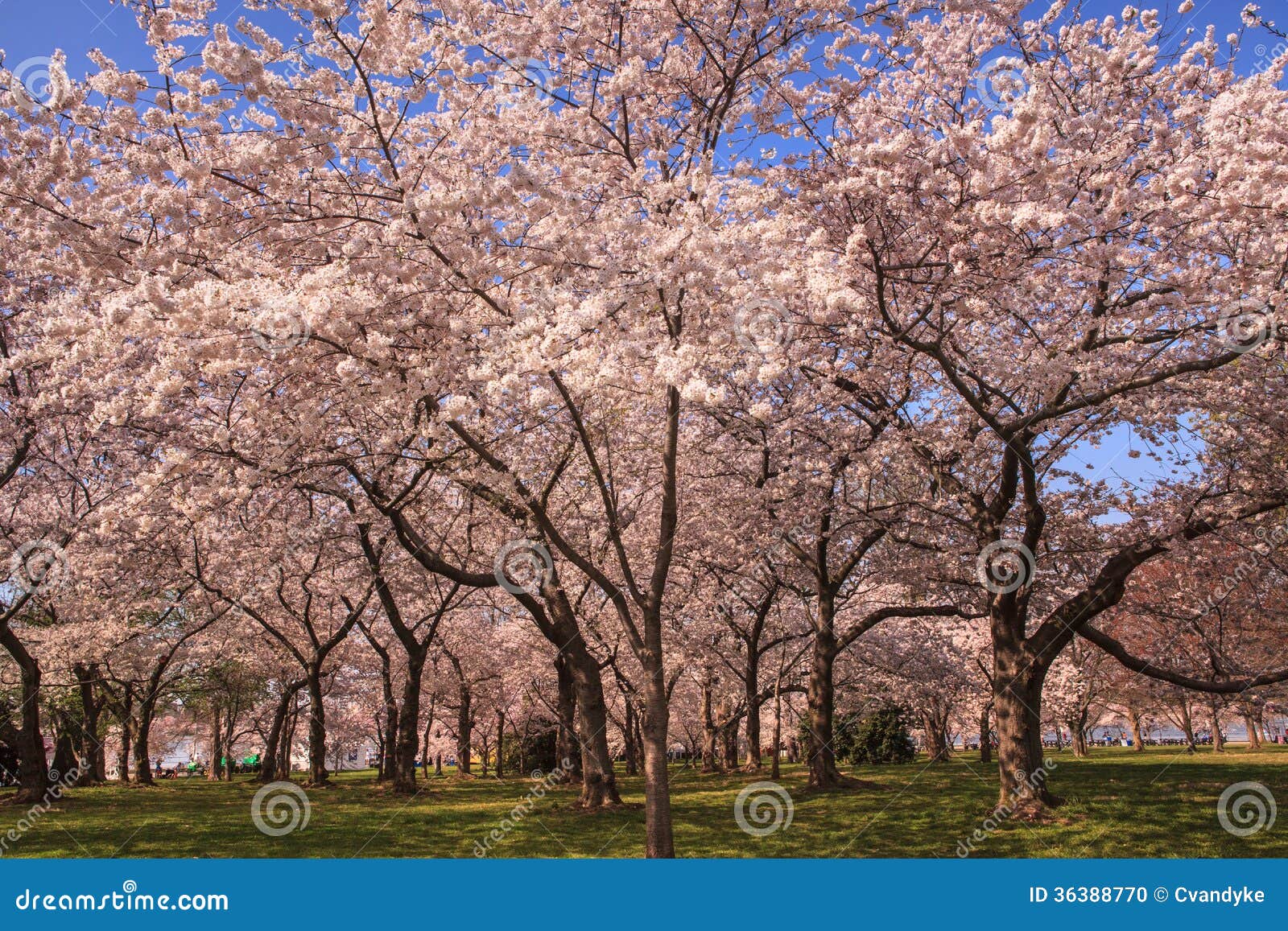 5 cherry tree grove grove of cherry trees in washington dc stock photo image 36388770 5 cherry tree grove grove of cherry trees in washington dc stock photo image 36388770