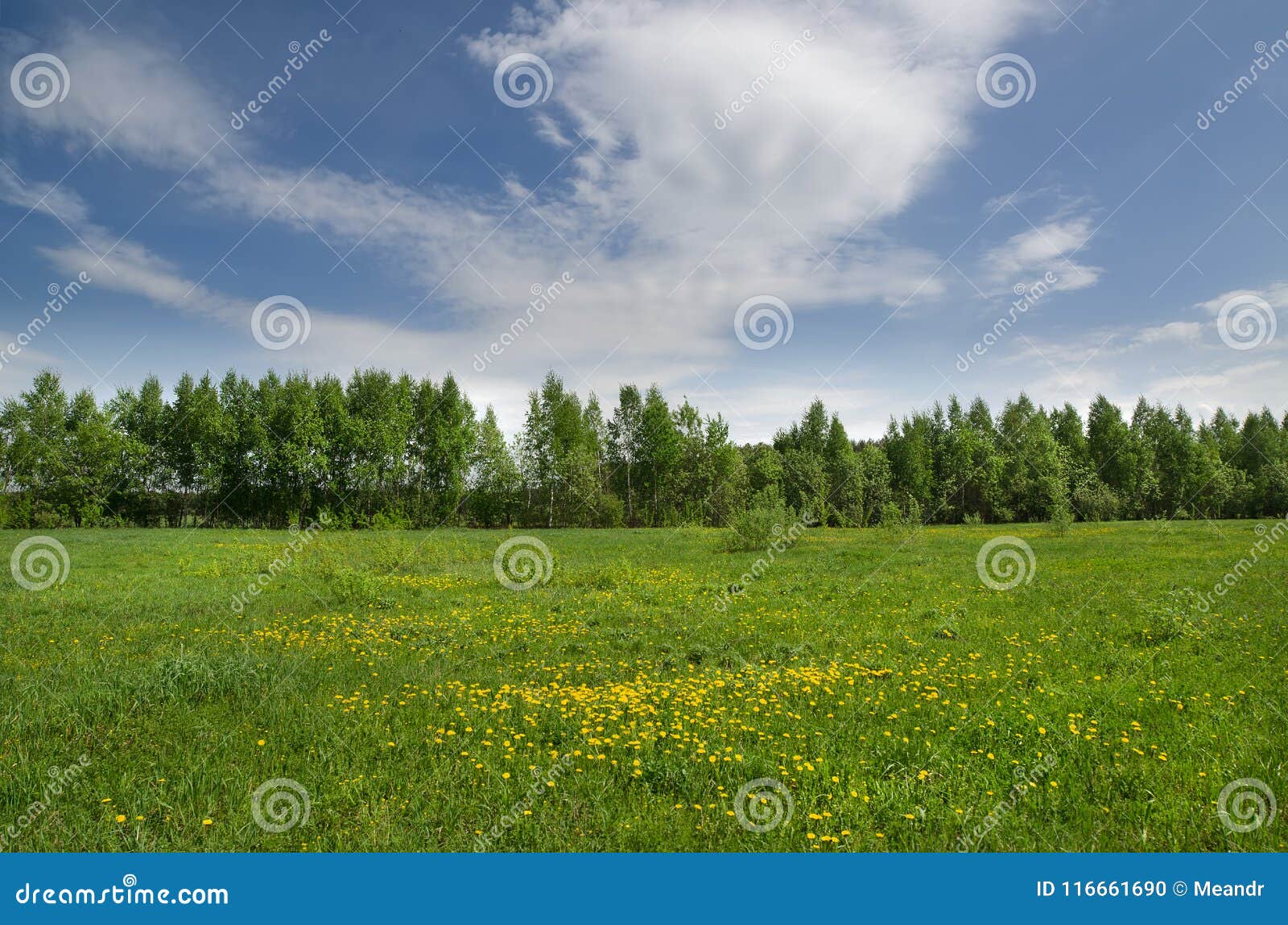 Grove at the Edge of the Field Stock Photo Image of scene, panoramic
