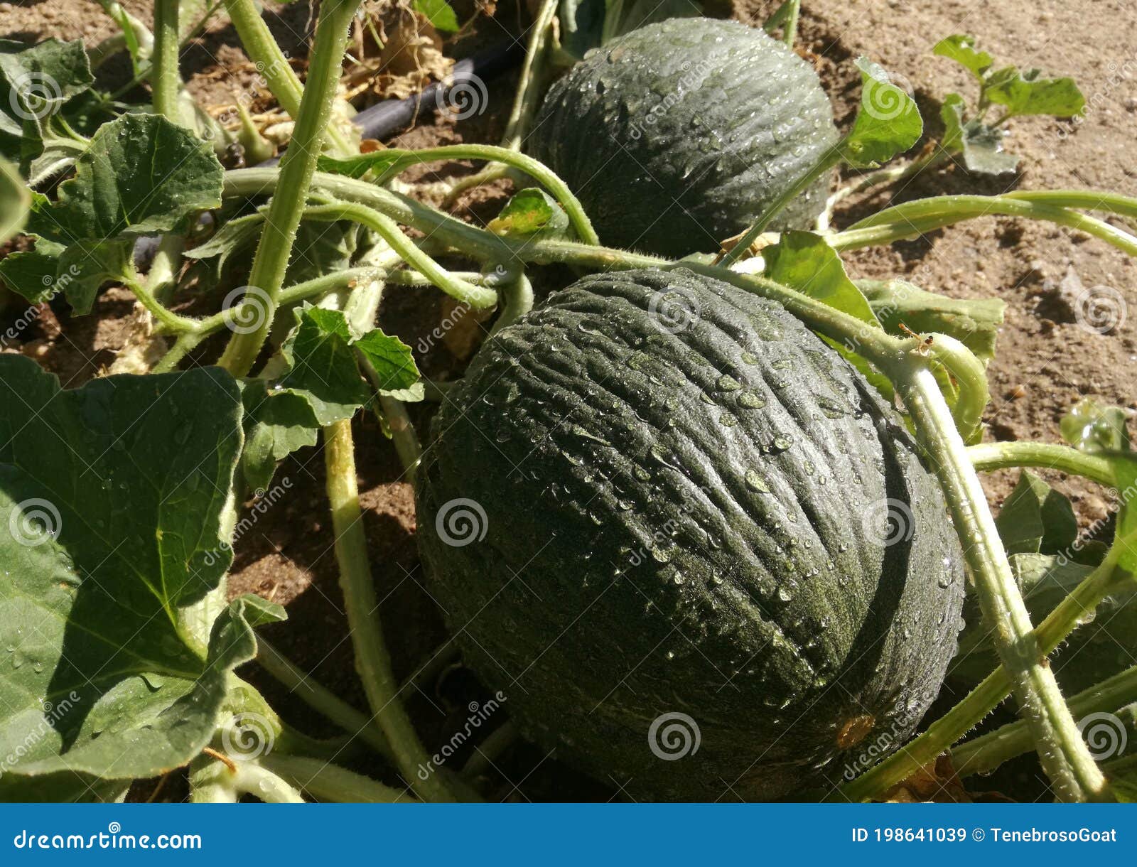 Grove melons. image stock. Image du melon, industrie - 198641039