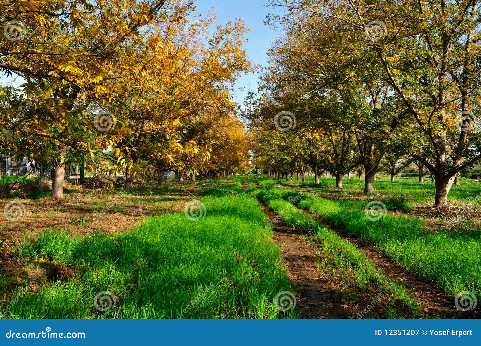 Grove the pecan stock image. Image of large, tree, nuts 12351207