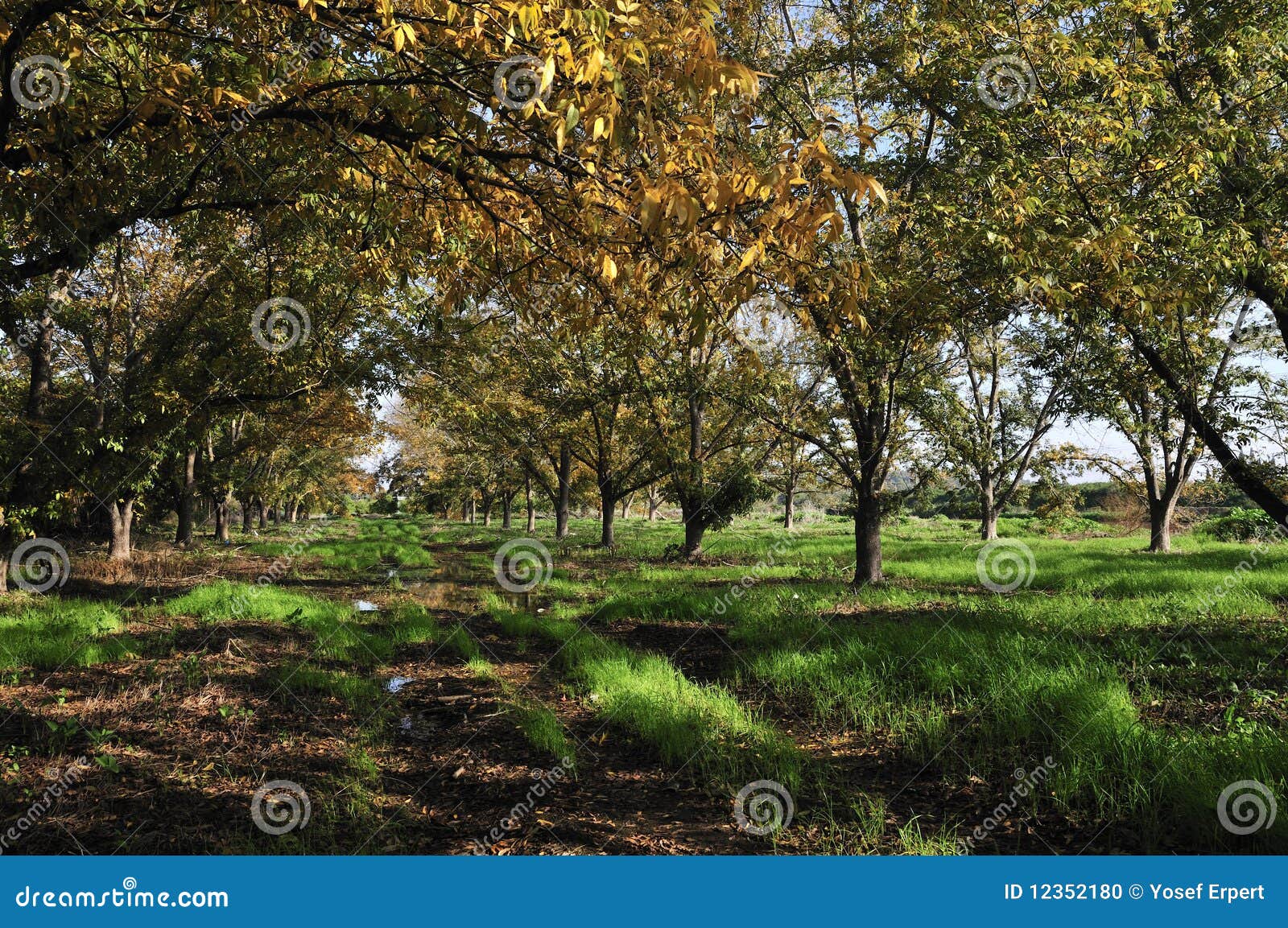 Grove the pecan stock photo. Image of yellow, agriculture 12352180