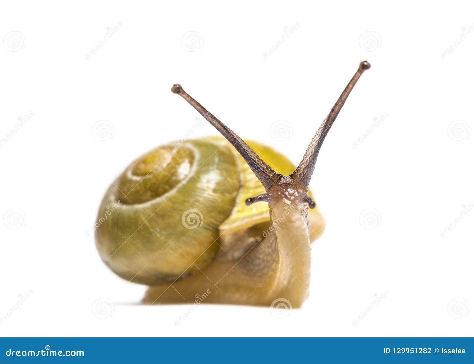 grove snail or brown-lipped snail, cepaea nemoralis