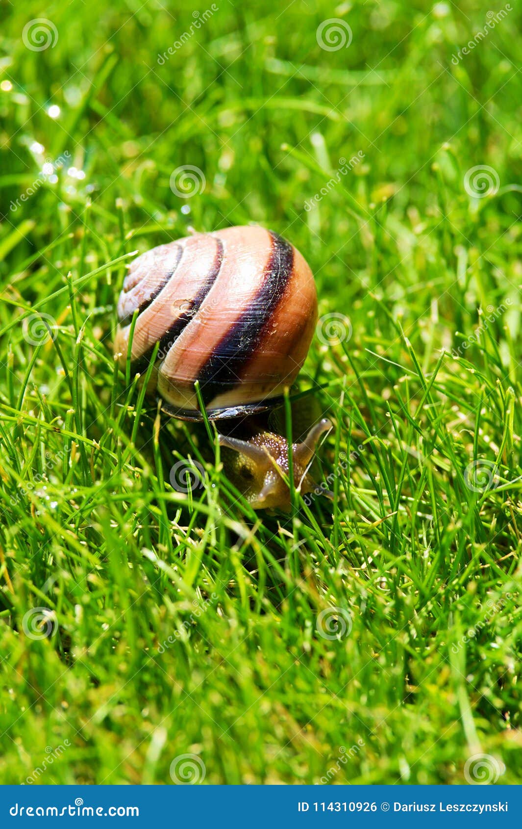 grove snail or brown-lipped snail, cepaea nemoralis, sliding through fresh green grass.