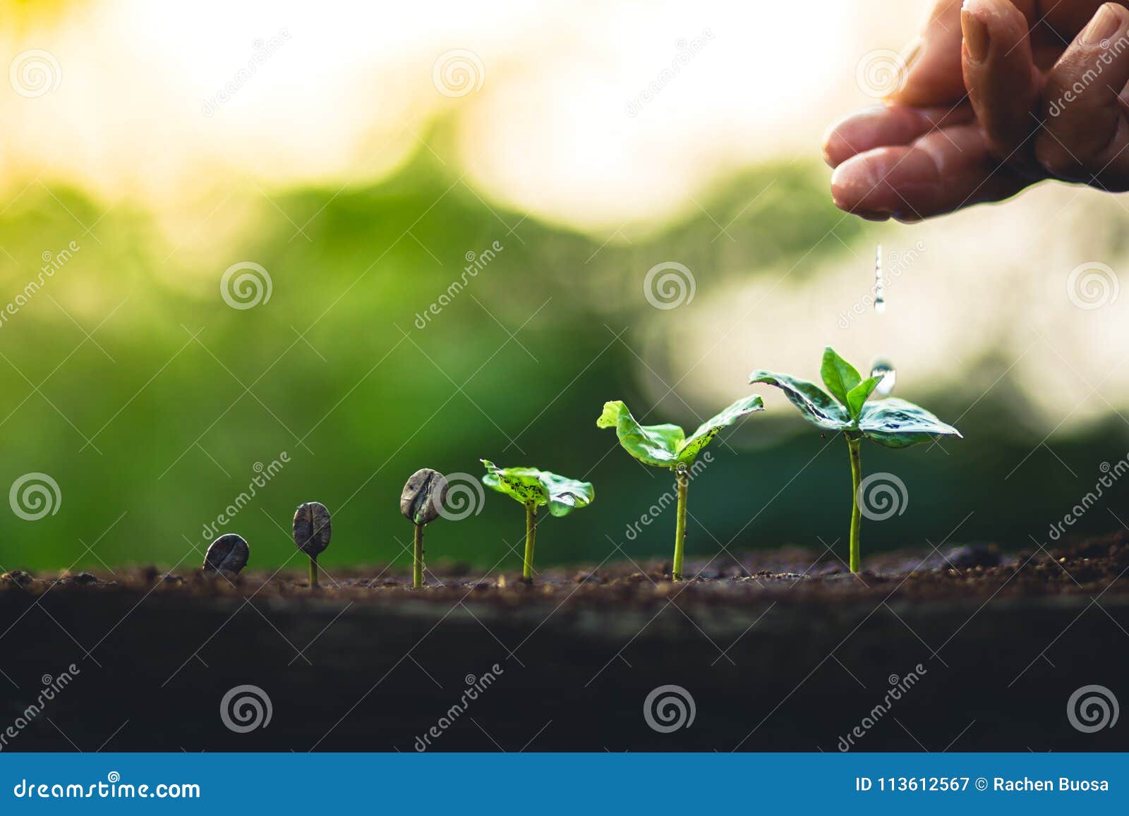 Konvertere Forskelsbehandling presse Grow Coffee Beans Plant Coffee Tree Hand Care and Watering the Trees  Evening Light in Nature Stock Image - Image of soil, care: 113612567